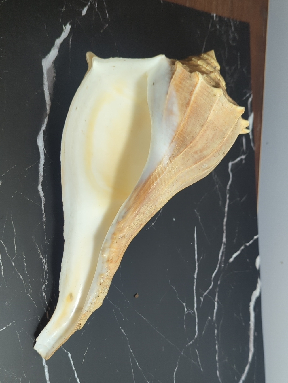 Large Natural Seashell Decorative Conch - Cream and Tan